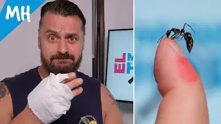 Me ha picado una hormiga bala de Asia ¿ Duele tanto como dicen ? - diacamma rugosum