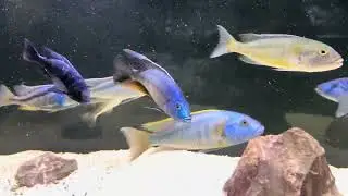 Adding new fish can cause old fish to get crazy? Lake Malawi predator Haps meet a tiger…. Bass