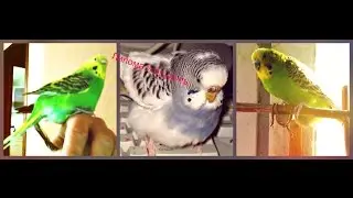 Липома и опухоли