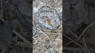 Copperhead under roofing tin in KY - 10 August 2024