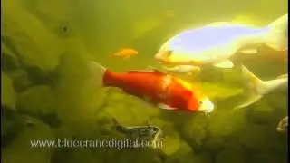 GoPro: Slow Mo Fish