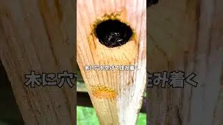 倉庫の天井の柱に住み着いたクマバチがかわいすぎる...！私は京都の週末養蜂家！ #Shorts