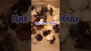 Вранці такий сюрприз))) #курчата #інкубация #інкубатор ВEST 500
