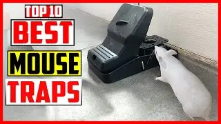 Top 10 Best Mouse Traps In 2025