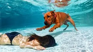Hero Animals That Saved Human Lives