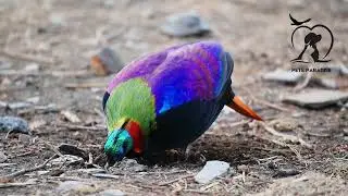Himalayan Monal পাখির দাম কত? Himalayan Monal Pheasant Birds- Pheasant- Pets Paradise