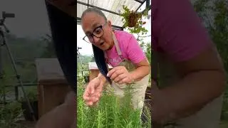 Лимонад из бугенвиллий