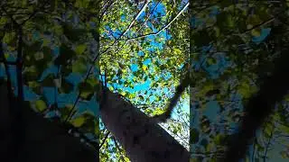 TUTORIAL Z WCHODZENIA NA DZRZEWO #2 xddd