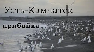 Усть-Камчатск / прибойка 2021