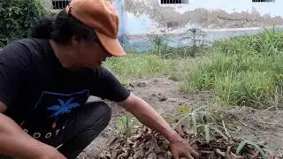 Técnica del acolchado o cobertura muerta