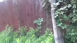 лающий забор