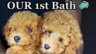 L.U.X Toy Poodles
