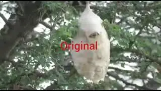 Anthoscopus minutus birds construct  false  nest protect chicks @ birds
