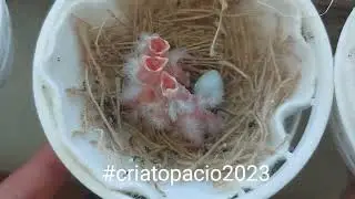 Cria topacio 2023