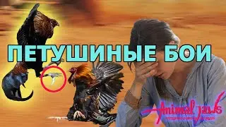 A rooster killed a man at a cockfight