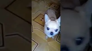 Самый страшный зверь#царь зверей#смешные собаки