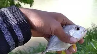 Mancing Ikan Lawis di Sungai