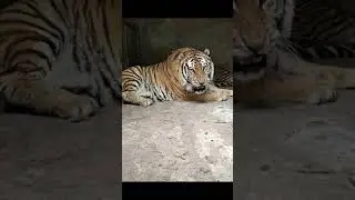 Tiger 260