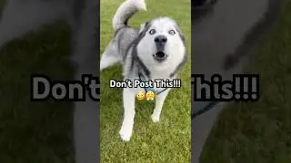 Husky Zoomie FAIL 🤣😳