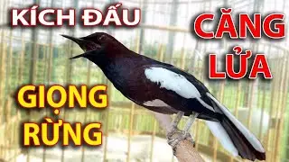 Chòe Than Hót Giọng Rừng CỰC SUNG Kích Trống Căng Lửa hót. chòe than hót đấu giọng rừng. choe than
