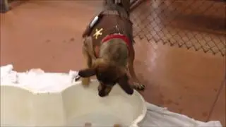 Hank bobbing for hot dogs, but is too afraid of the water.