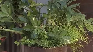 Фитодизайн в домашних условиях с Nobilis Marco - 3
