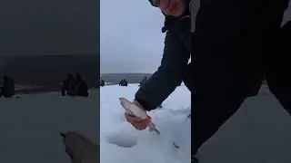 Серебряная красоточка😍 #рыбалка #безмотылка #плотва