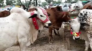 Bakra Mandi 2021 | Eid mubarak | Japan Road and T Chowk Islamabad Mandi rates | Ajmal Hussain