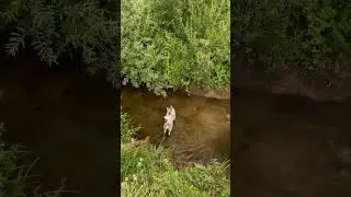 #akita #akitainu #brindle #dog #dogtravel #dogslife #doglover #traveldog #travel #funny #funnyvideo