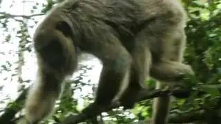 Howler Monkey at Monkeyland