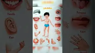 Body Parts Name In English // 10 Body Part Name #shorts #ytshorts #youtubeshorts #shortvideo