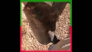 Our Christmas Belle