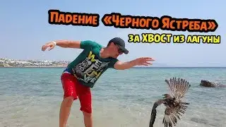 Шарм Эль Шейх: Спасение Пернатого из Лагуны...