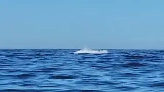 Whale breached (#1)