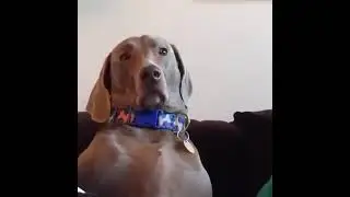 Когда собаке сказали, что еды не будет...