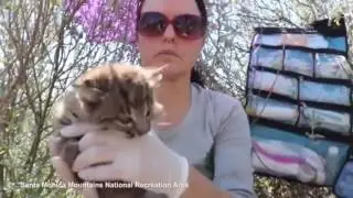 New footage shows Bobkat kittens in Santa Monica Mountains
