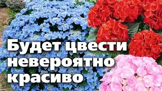 Секреты выращивания крупнолистной гортензии. Вы удивитесь, но это просто