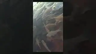 Откуда столько рыбы  #shorts