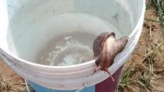 We are find a live Ocean  Sheep in our Nursery
