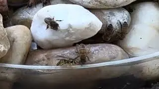 Yellow jacket wants to be friends with honeybees. Shunned.