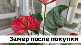 Мужское счастье (Антуриум) Замер После Покупки