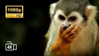 Wildlife in Motion A Stunning HD Video Showcase of Animals in Action | HK ALERTS