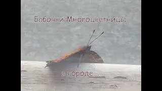 Нашествие бабочек Многоцветниц 🦋