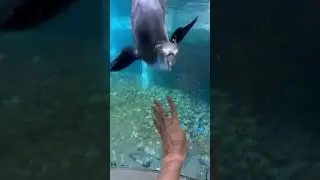 Игривые пингвины 😁