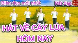 🌺HÁT VỀ CÂY LÚA HÔM NAY🌺 ( BIÊN ĐẠO MỚI NHẤT - CHO 20/10, 8/3).