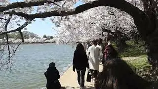 Cherry Tree Festival, April 23, 2019 on a lovely day in Washington D.C.