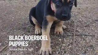 Black Cross Boerboels/ German shepherd puppies