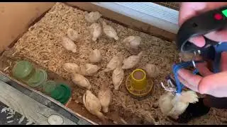 Как взвешивать индюков. Моим индюкам 2 недели. Смотрим какой вес набирают