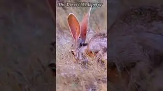 Antelope Jackrabbit eating a pincushion cactus!