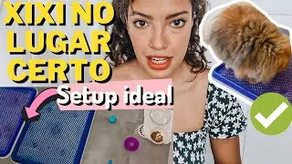 Como ensinar Spitz alemão a fazer XIXI no lugar certo ✔️